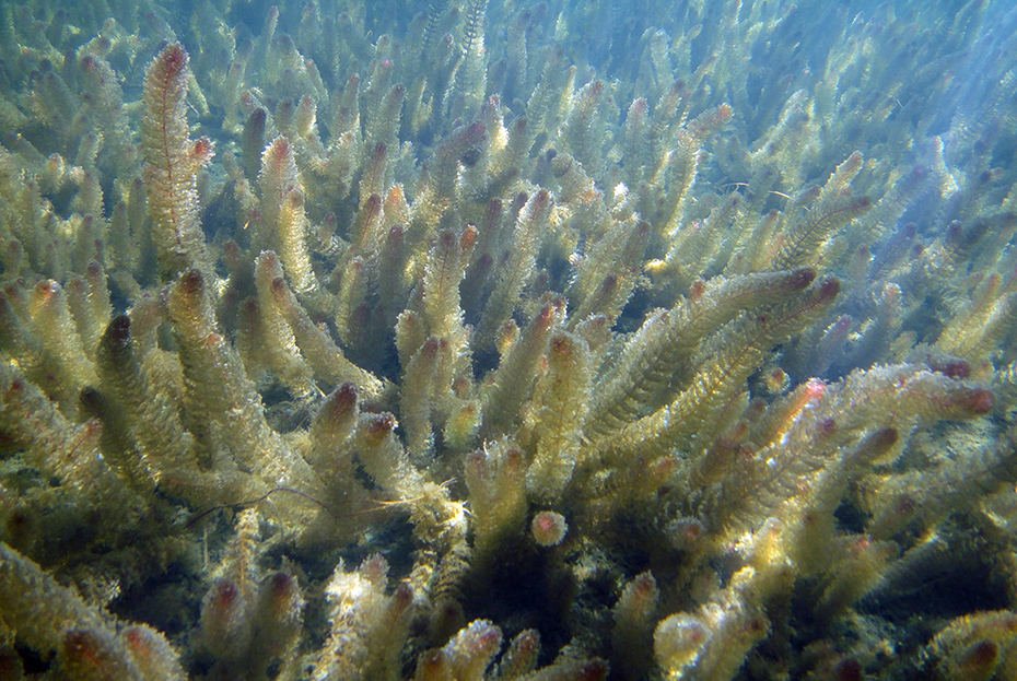 Sparganium angustifolium_red