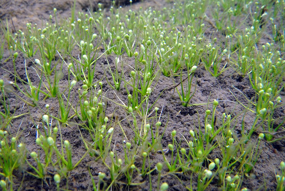 Subularia aquatica_red